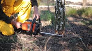 How Our Tree Care Process Works  in  Greenville, FL