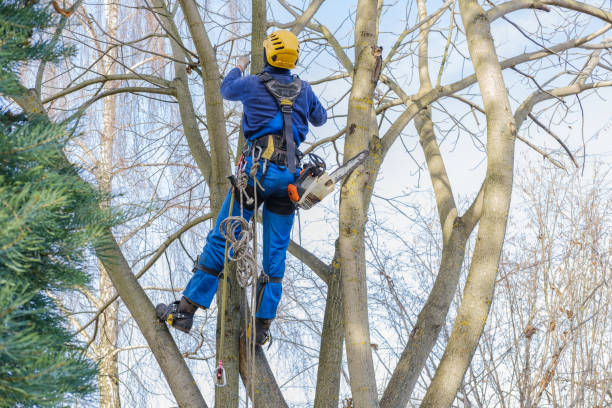 Best Tree Preservation Services  in Greenville, FL